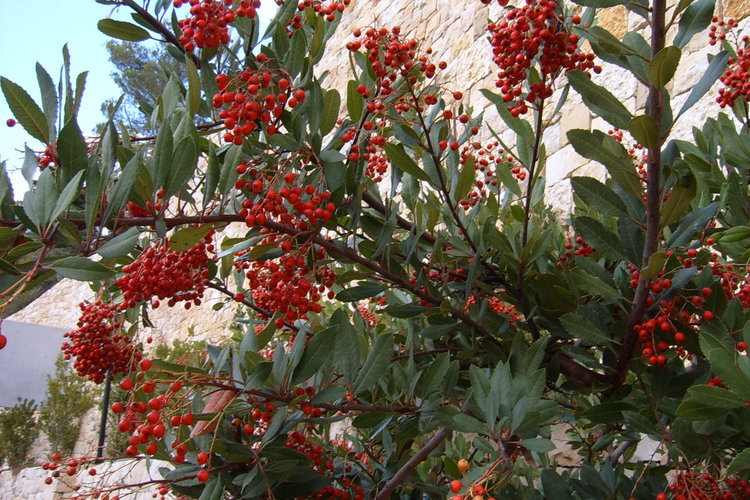 Punaisia marjoja Israelista