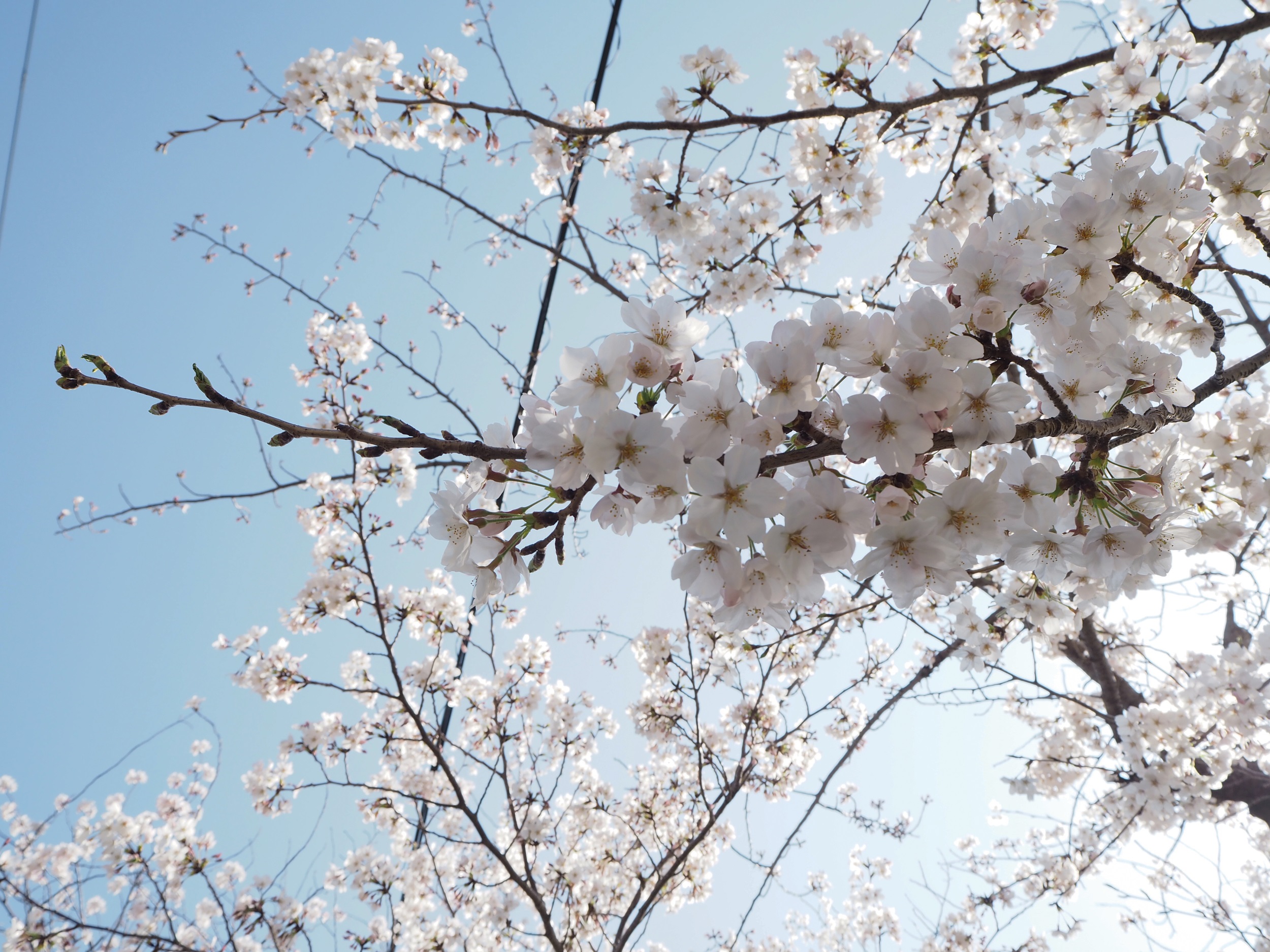 valkoisia kirsikankukkia