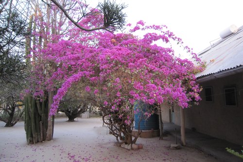 Selman sairaan pihan jasmiinipuu kukki kauniisti Namibiassa.